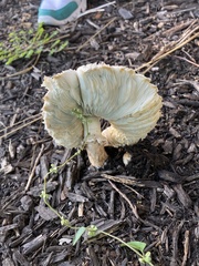 Agaricaceae