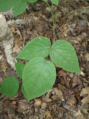 Rubus allegheniensis