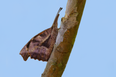 Libytheana carinenta