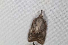 Platynota idaeusalis