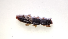 Pinophilus
