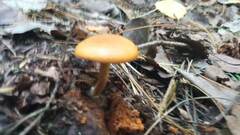 Gymnopilus penetrans