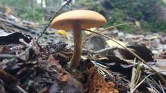 Gymnopilus penetrans