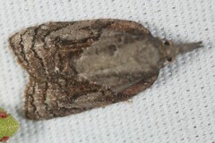 Platynota idaeusalis