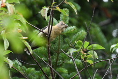 Coccothraustes vespertinus