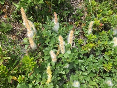 Salix arctica