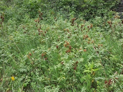 Rhus glabra