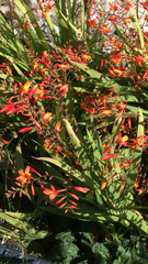 Crocosmia × crocosmiiflora