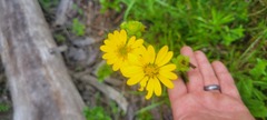Silphium integrifolium