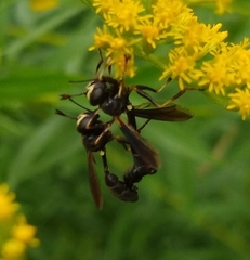 Physocephala tibialis