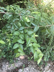 Sageretia minutiflora