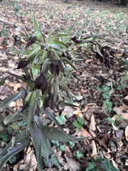 Epipactis purpurata
