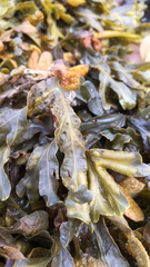 Fucus vesiculosus
