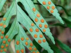 Pleopeltis pleopeltifolia