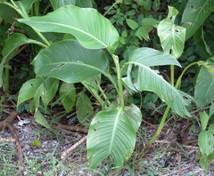 Canna indica