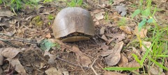 Terrapene carolina triunguis