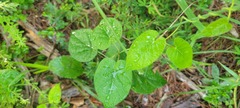 Gonolobus suberosus