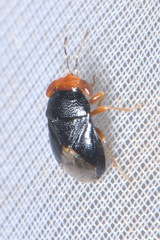 Geocoris erythrocephalus