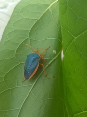 Edessa rufomarginata