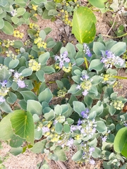 Vitex rotundifolia