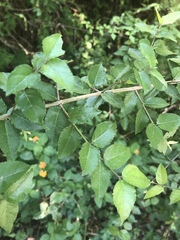 Sageretia minutiflora