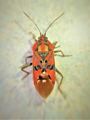 Spilostethus pandurus