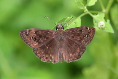 Erynnis horatius