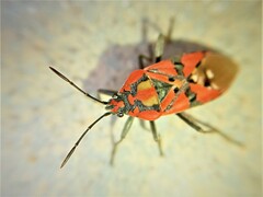 Spilostethus pandurus