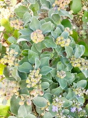 Vitex rotundifolia