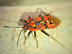 Spilostethus pandurus