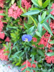 Commelina auriculata