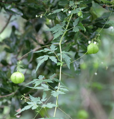 Cardiospermum halicacabum