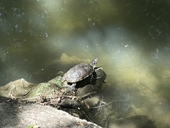 Trachemys scripta scripta