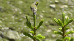 Carduelis citrinella