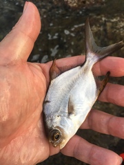 Trachinotus blochii