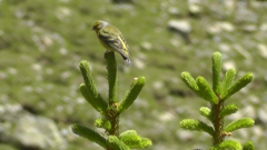 Carduelis citrinella
