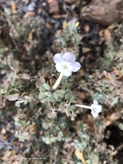 Barleria heterotricha