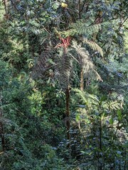 Cyathea australis