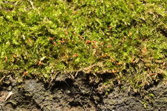 Amblystegium serpens