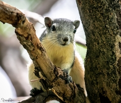 Callosciurus finlaysonii