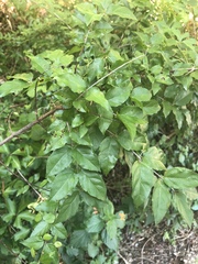 Sageretia minutiflora