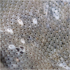 Cryptosula pallasiana