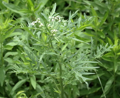 Parthenium hysterophorus
