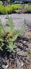 Suaeda maritima