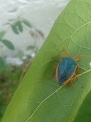 Edessa rufomarginata