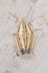 Aelia acuminata