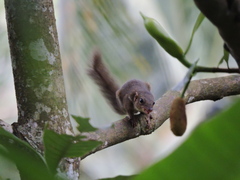 Tupaia javanica