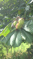 Aesculus hippocastanum