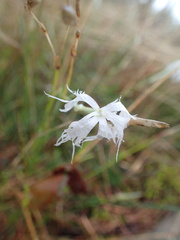 Dianthus arenarius