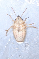 Aelia acuminata